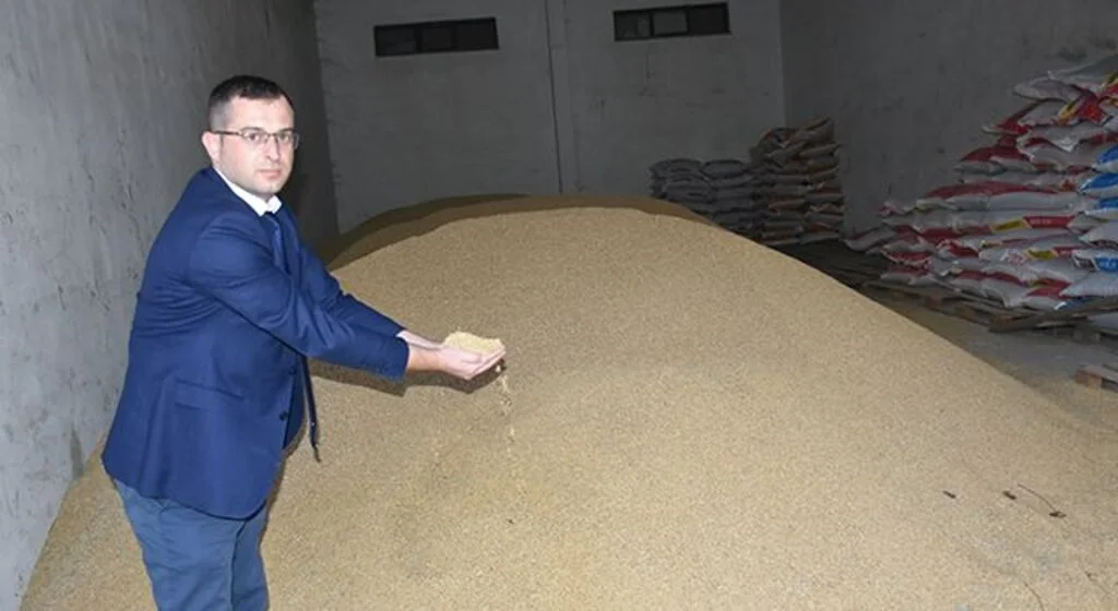 Boyabat Tarım Kredi Kooperatifi çeltik alımına devam ediyor