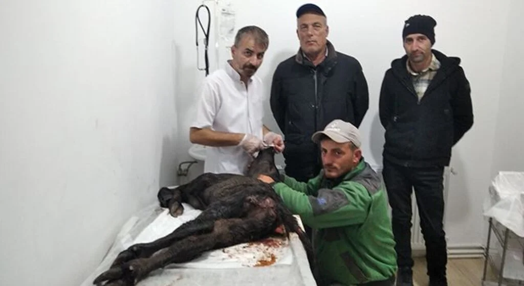 Çakallar manda yavrusunu yaraladı