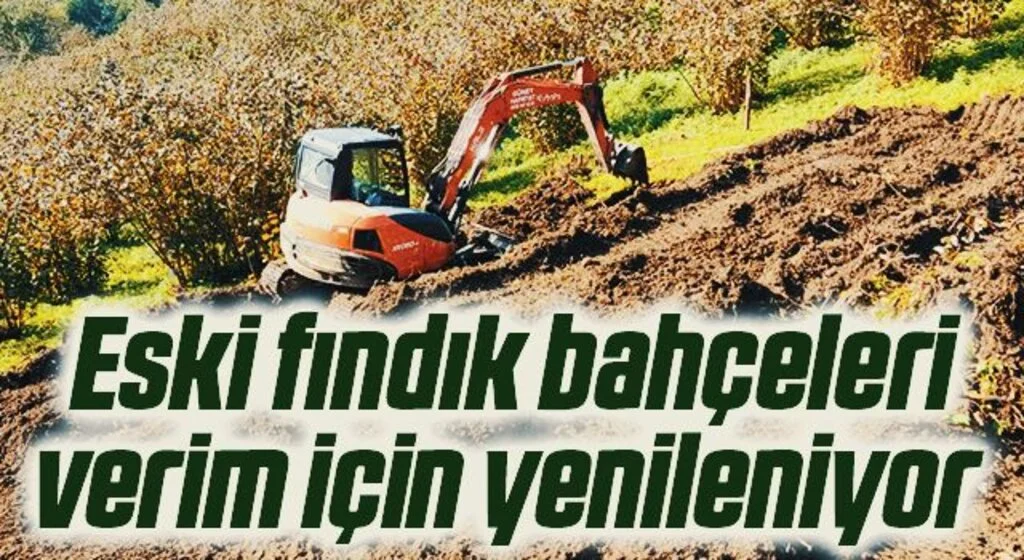 Eski fındık bahçeleri verim için yenileniyor 