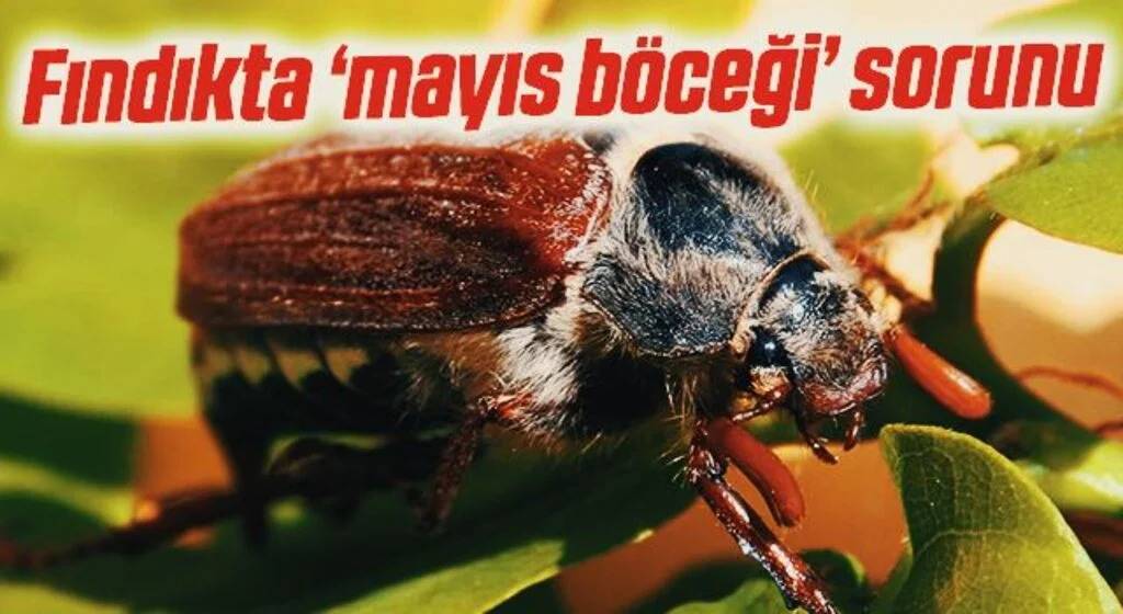Fındıkta ‘mayıs böceği’ sorunu