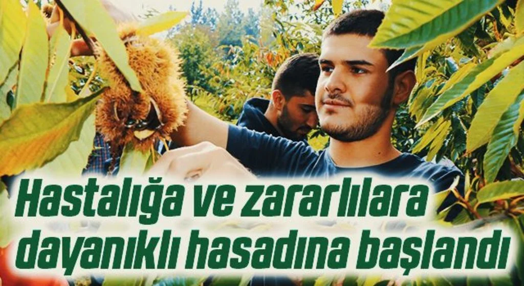 Hastalığa ve zararlılara dayanıklı kestanelerin hasadına başlandı