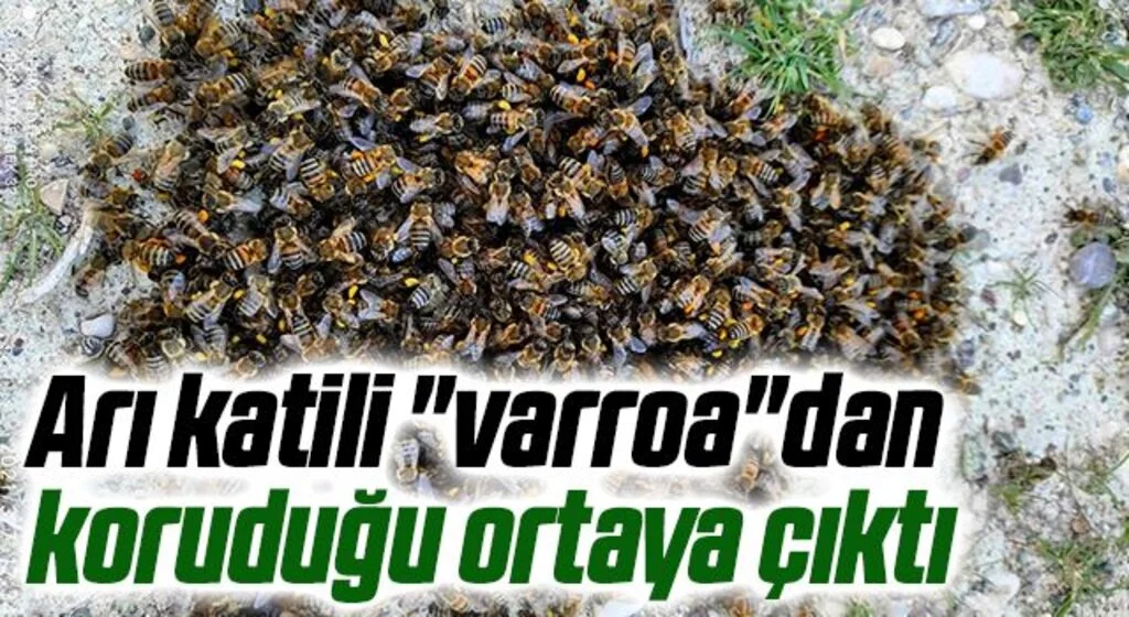 Kenevirin, arı katili "varroa"dan koruduğu ortaya çıktı