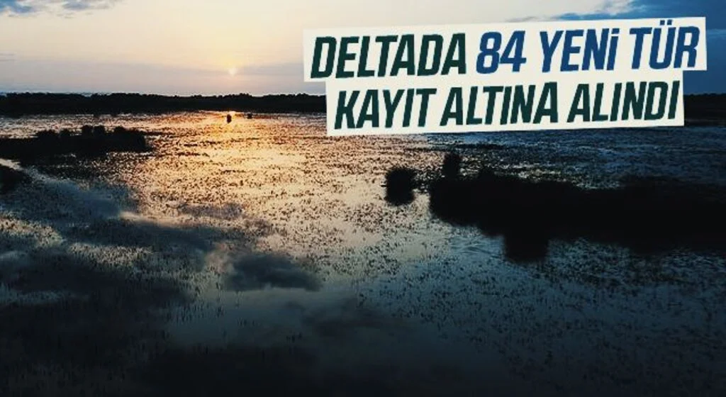 Kızılırmak Deltası’nda 84 yeni tür kayıt altına alındı