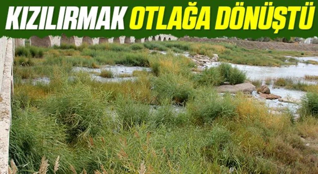 Kızılırmak otlağa dönüştü