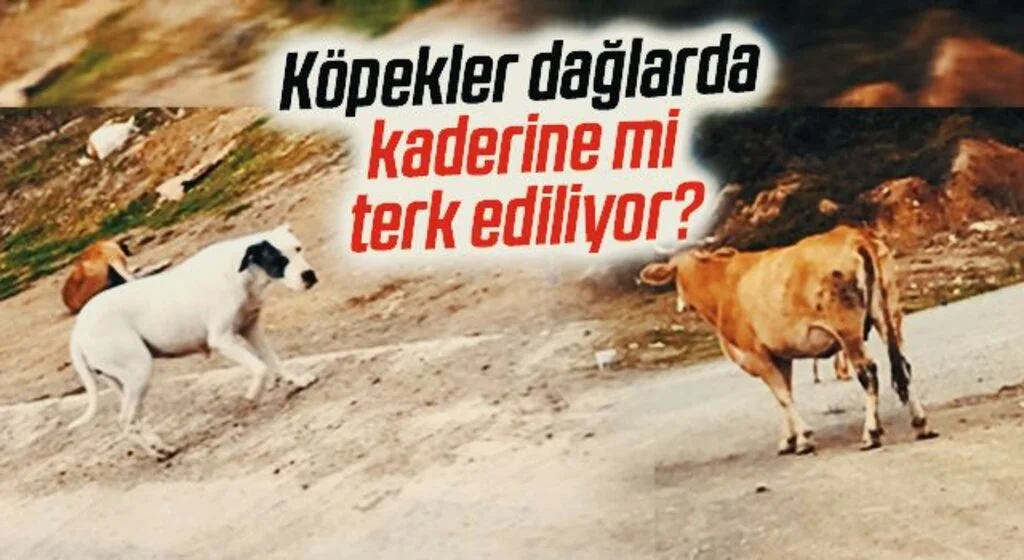 Köpekler dağlarda kaderine mi terk ediliyor?