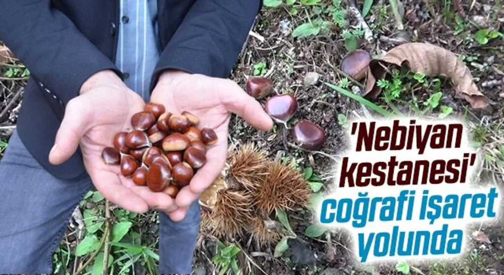 'Nebiyan kestanesi' coğrafi işaret yolunda