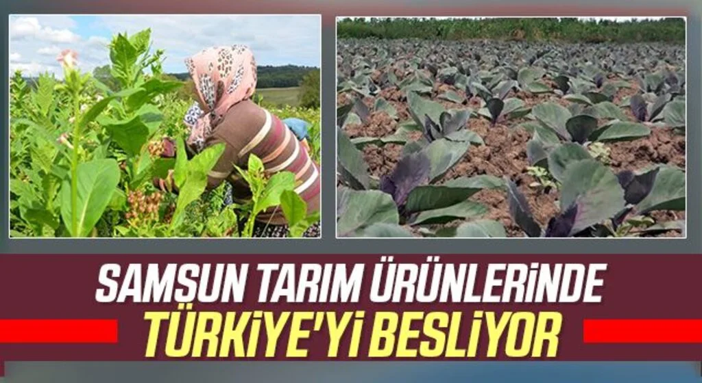 Samsun tarım ürünlerinde Türkiye'yi besliyor