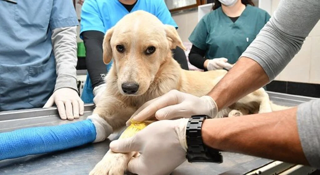 Samsun’da 2 bin 83 hayvanın tedavisi yapıldı