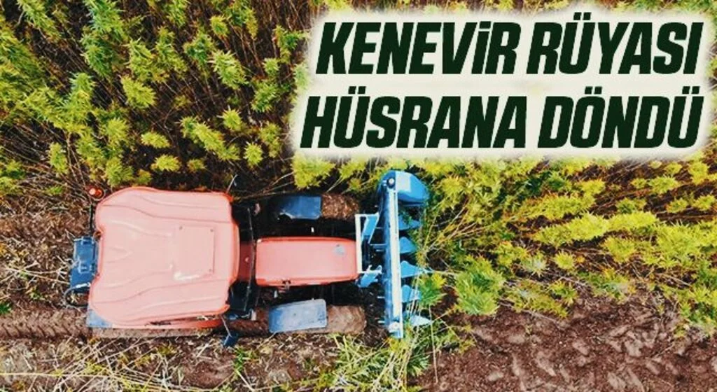 Samsun'da Kenevir Rüyası Hüsrana Döndü