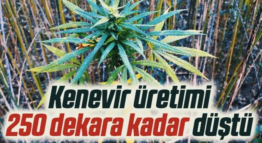 Samsun'da kenevir üretimi 250 dekara kadar düştü