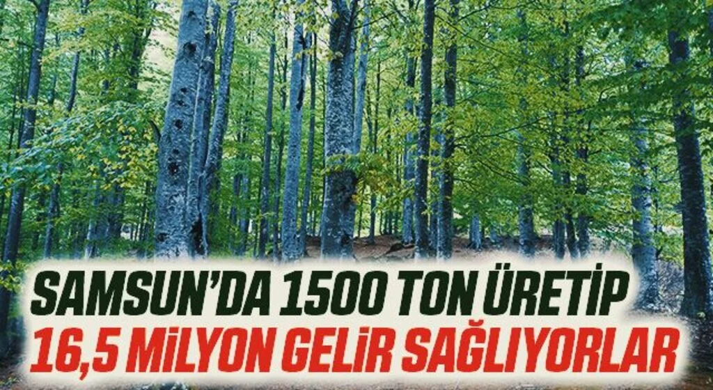 Samsunlu köylüler defne üretiminden 16,5 milyon TL gelir sağladı