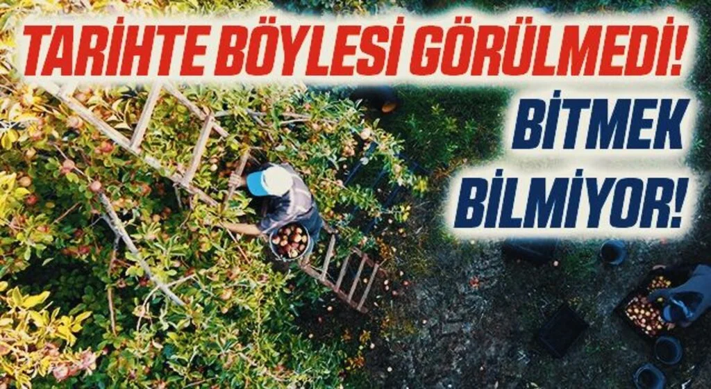 Tarihte böylesi görülmedi! Amasya'da ağaçtan toplanan elmalar bir türlü bitmek bilmiyor