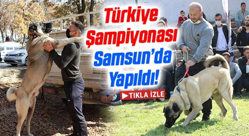 Türk çoban köpeği ırkları, sokak köpekleri için podyuma çıktı