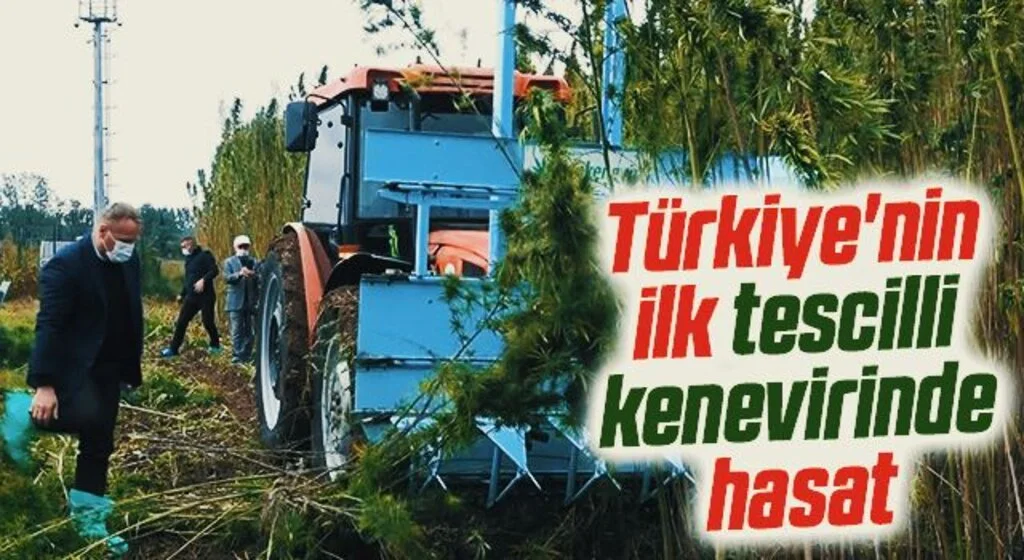 Türkiye'nin ilk tescilli kenevirinde hasat