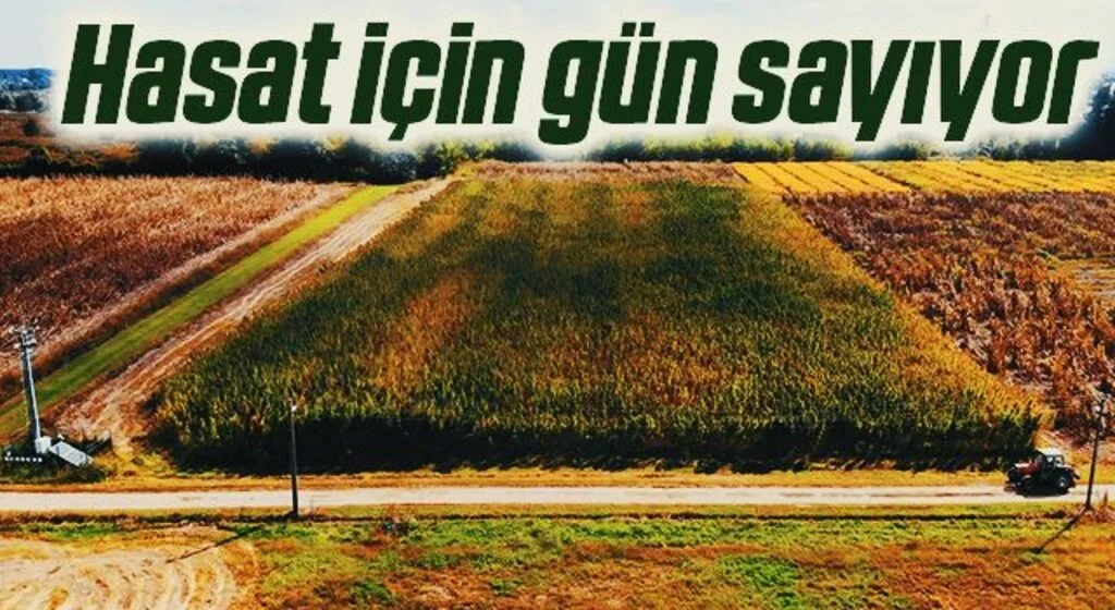 Yerli kenevir hasat için gün sayıyor