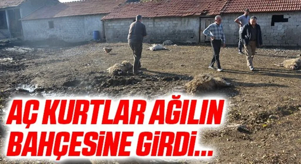 Aç kurtlar ağılın bahçesine girdi: 7 koyun telef oldu, 10 koyun yaralandı