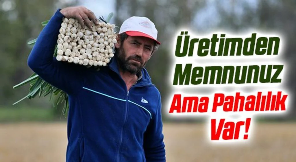 Bafra Ovası'nda pırasa hasadı! 'Üretimden Memnunuz Ama Pahalılık Var'