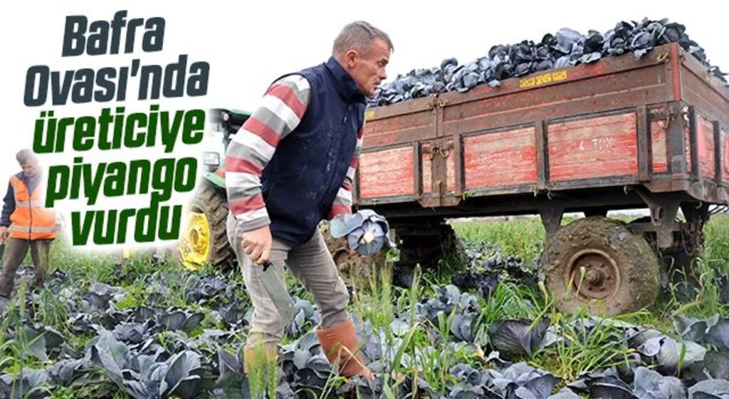 Bafra Ovası'nda üreticiye piyango vurdu