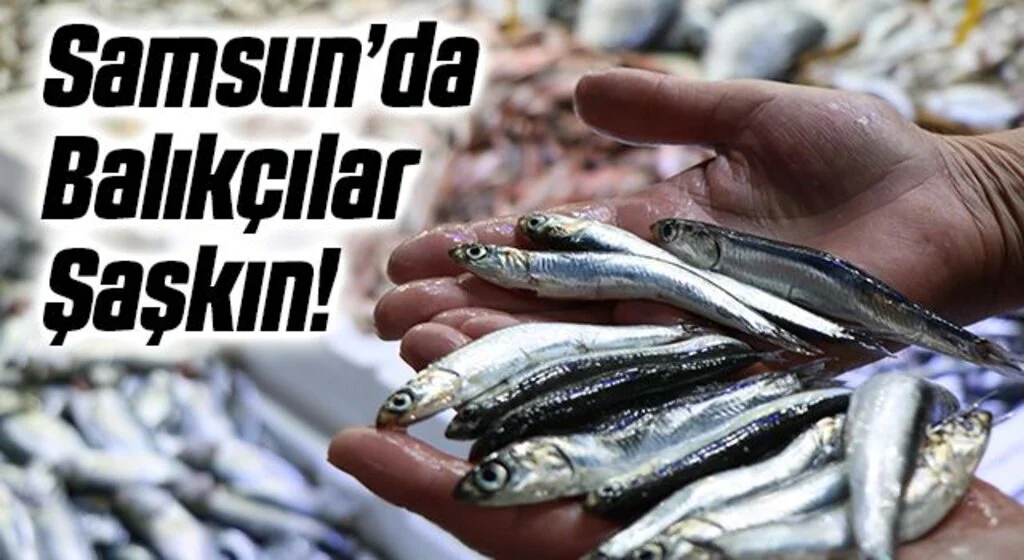 Balıkçılar şaşkın: Ucuz balığa ilgi yok