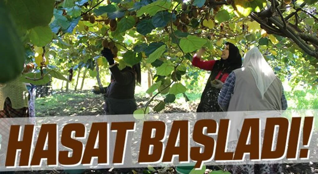 Çarşamba Ovası'nda kivi hasadı