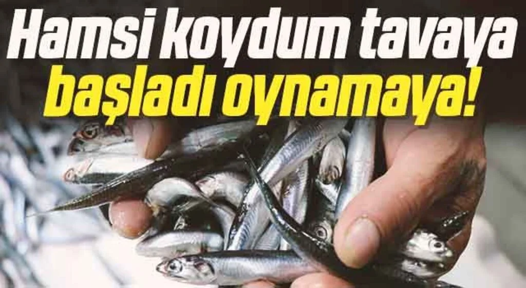 Hamsi koydum tavaya başladı oynamaya!