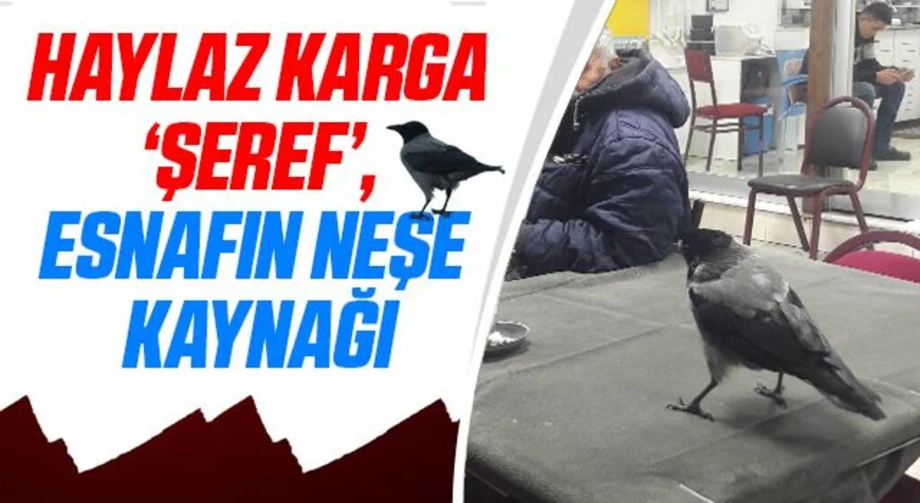 Haylaz karga ‘Şeref’, esnafın neşe kaynağı
