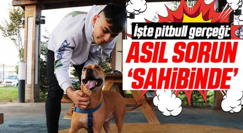 İşte pitbull gerçeği: Asıl sorun ‘sahibinde’