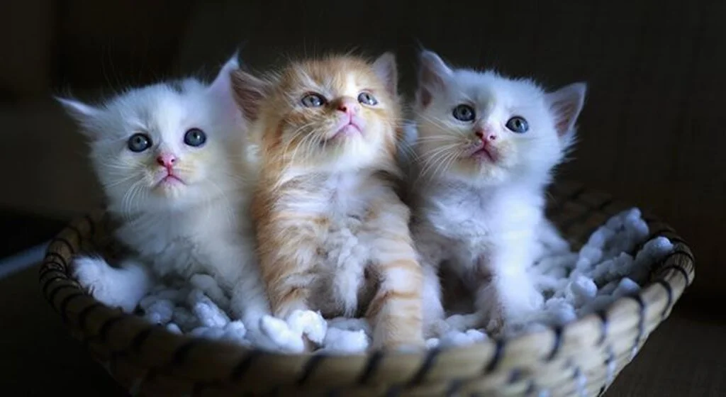 Kâğıthane’de En İyi Kedi Ve Köpek Kuaförü Pet Koleji