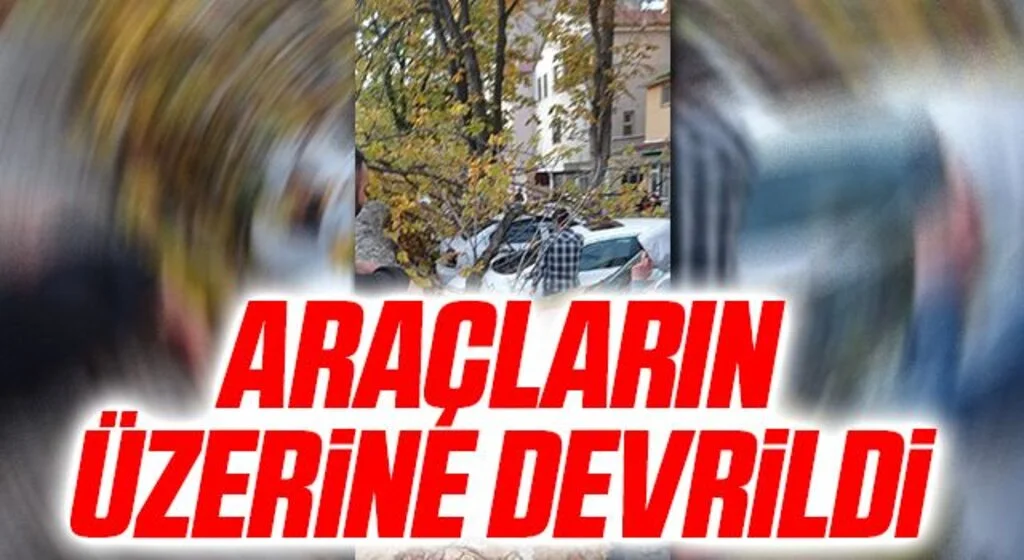 Samsun'da ağaç park halindeki araçların üzerine devrildi