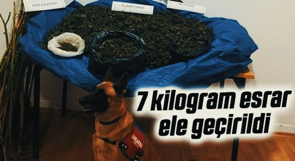 Samsun'da ahırda kurutulmaya bırakılmış 7 kilogram esrar ele geçirildi