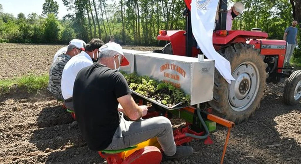 Samsun’da çiftçilere 74 ton yem bitkisi