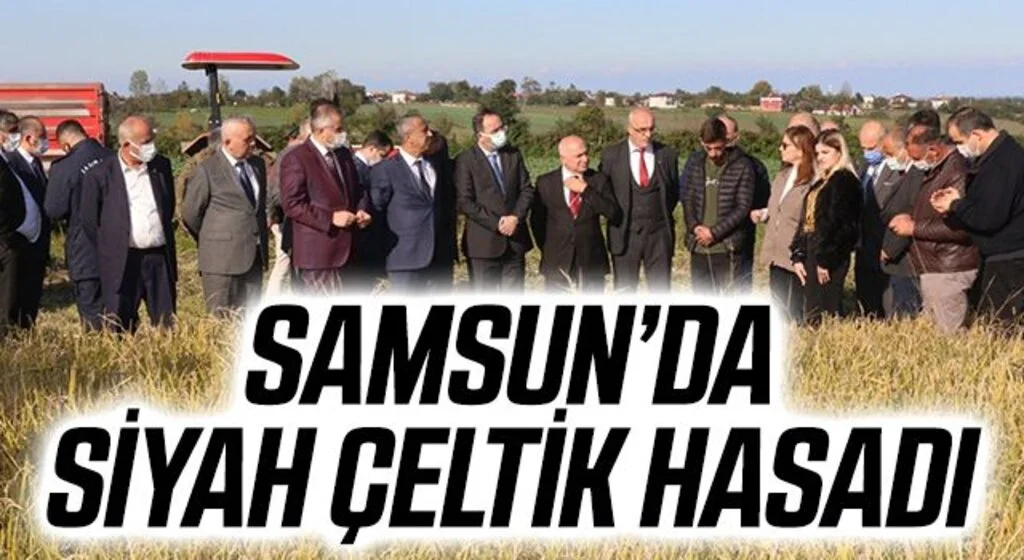 Samsun’da siyah çeltik hasadı