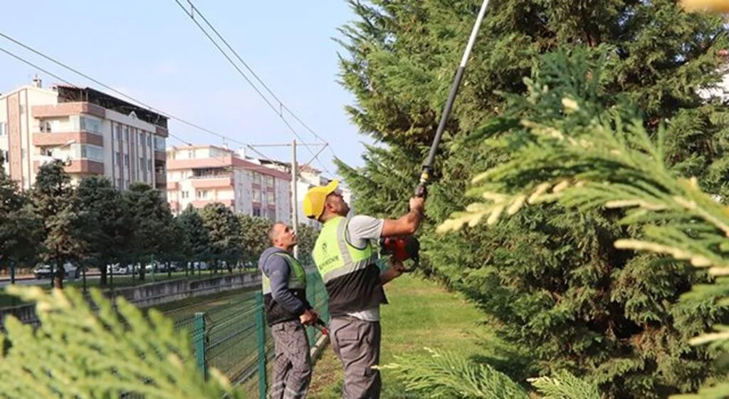 Samsun'u süsleyen ağaçlara kış bakımı