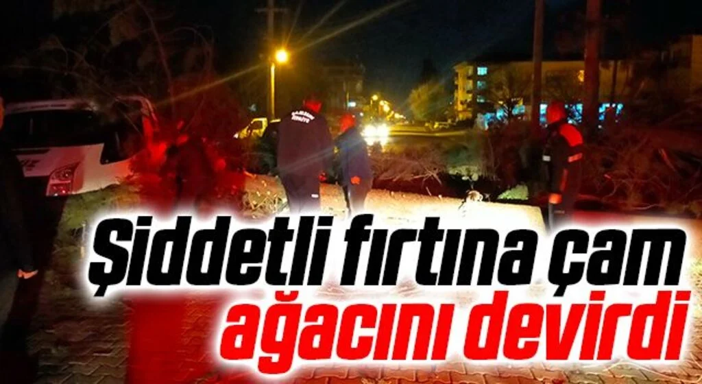 Şiddetli fırtına çam ağacını devirdi
