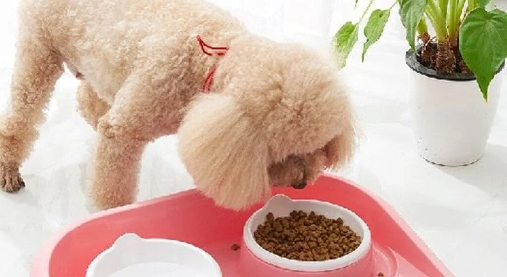 Toy-Poodle İçin En İyi Mama, Şampuan ve Bakım; Patilendim.com