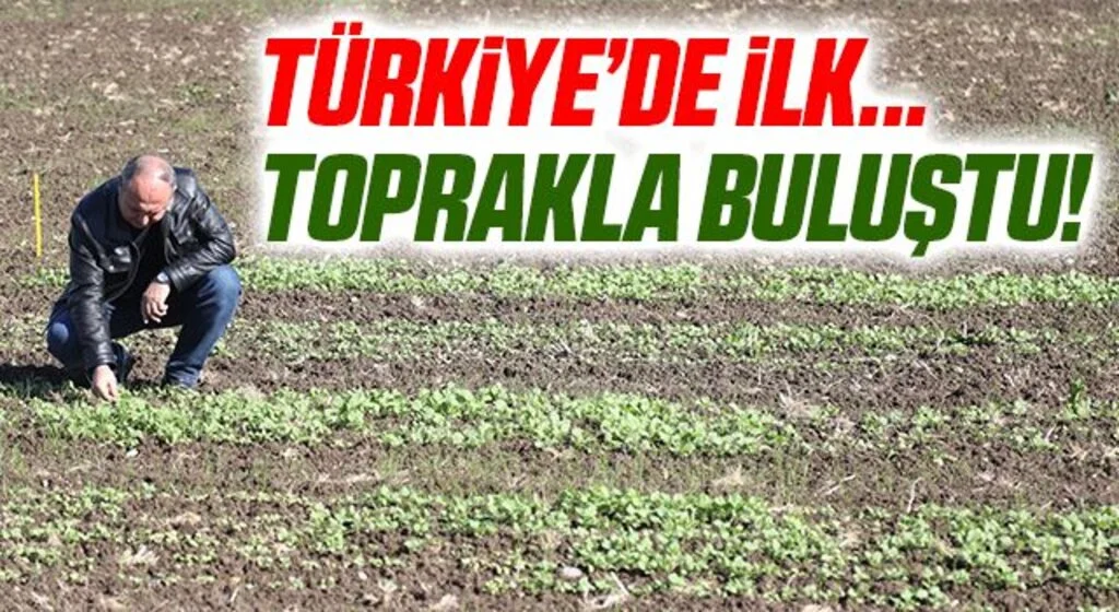 Türkiye'nin ilk yerli kolza hibrit tohum adayları toprakla buluşturuldu