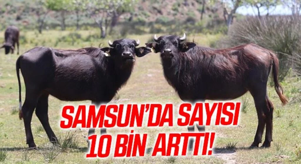 10 yılda 25 milyon TL desteklendi: Samsun’da manda sayısı 10 bin arttı