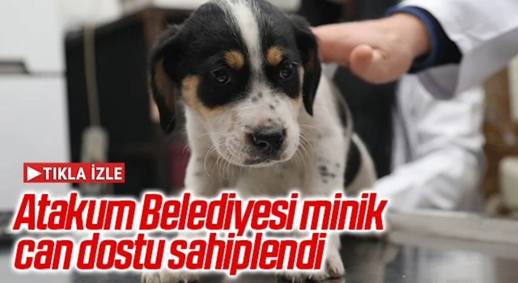 Atakum Belediyesi minik can dostu sahiplendi