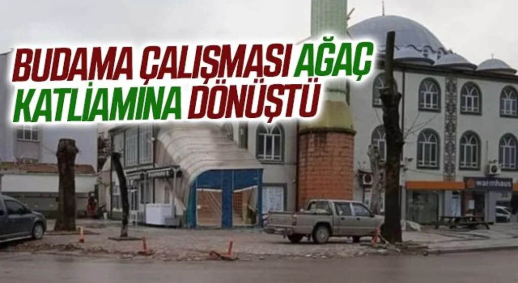 Budama çalışması ağaç katliamına dönüştü 