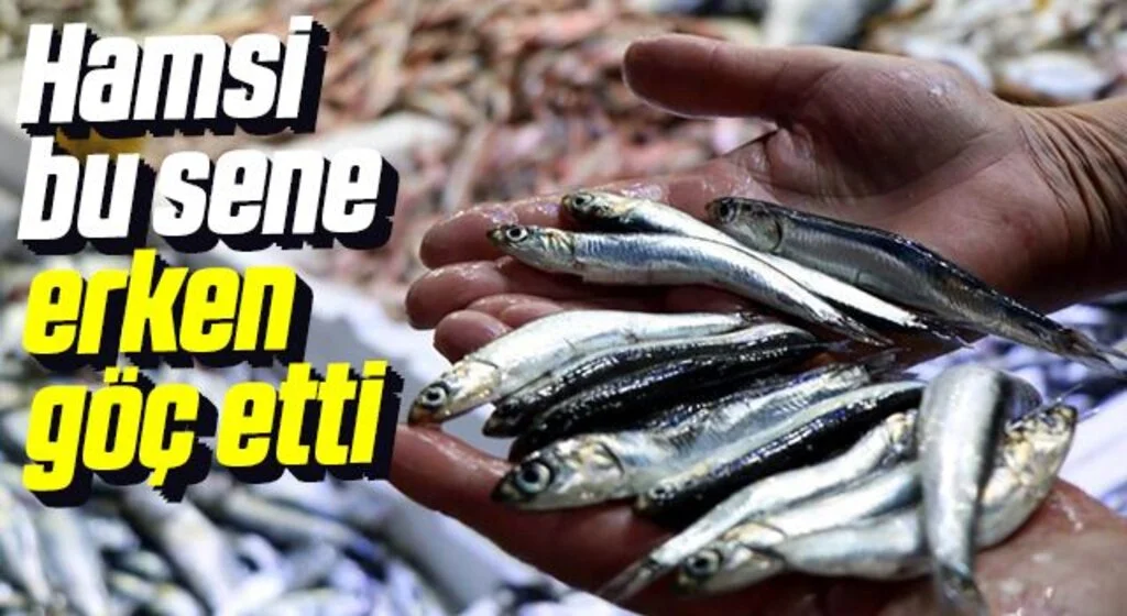 Hamsi bu sene erken göç etti