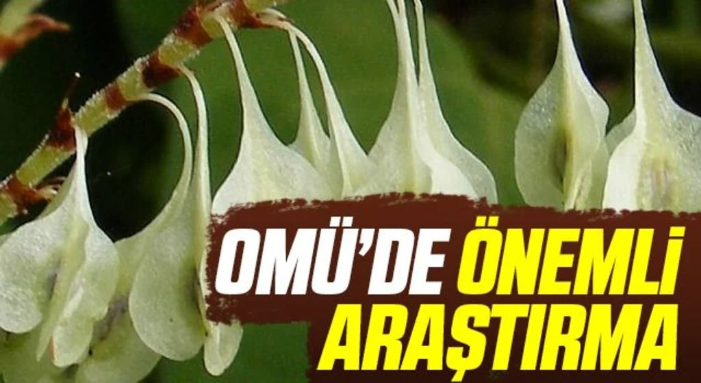 İstilacı bitki Japon madımağının sağlıkta kullanım alanı araştırılıyor