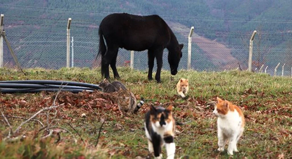 Kedi Kasabası'nın Misafir'i
