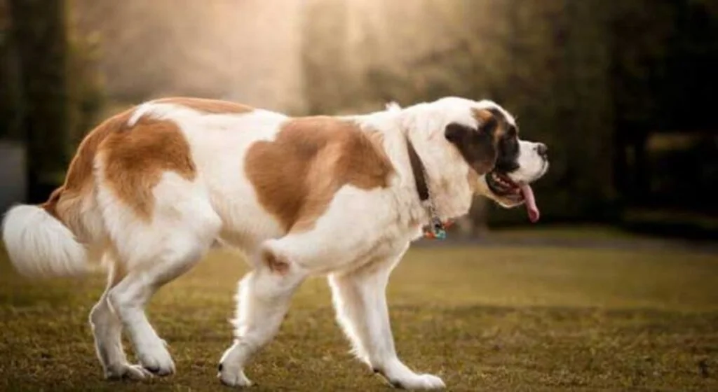 Köpekleri Yakından Tanıyın