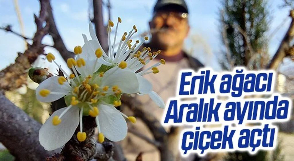 Samsun’da erik ağacı Aralık ayında çiçek açtı