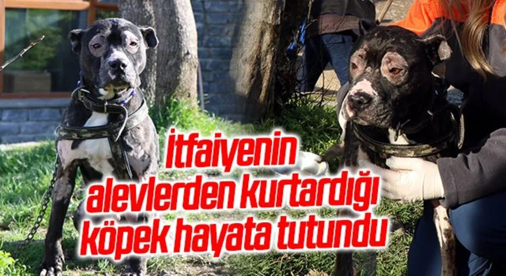 Samsun'da İtfaiyenin alevlerden kurtardığı köpek hayata tutundu