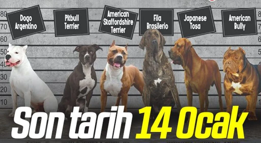 Tehlike arz eden köpek ırklarında kayıtlar için son tarih 14 Ocak