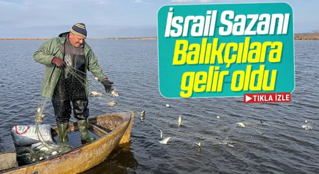 Yem sanayisi için avlanan İsrail sazanı balıkçılara gelir sağlıyor