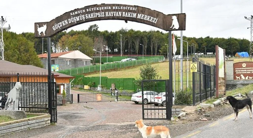 1585 sokak hayvanı tedavi edildi, 391 sokak hayvanı sahiplendirildi