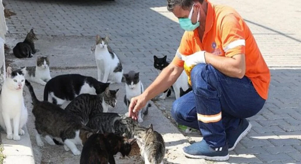 Artık gıdalar sokak canlarının maması olacak