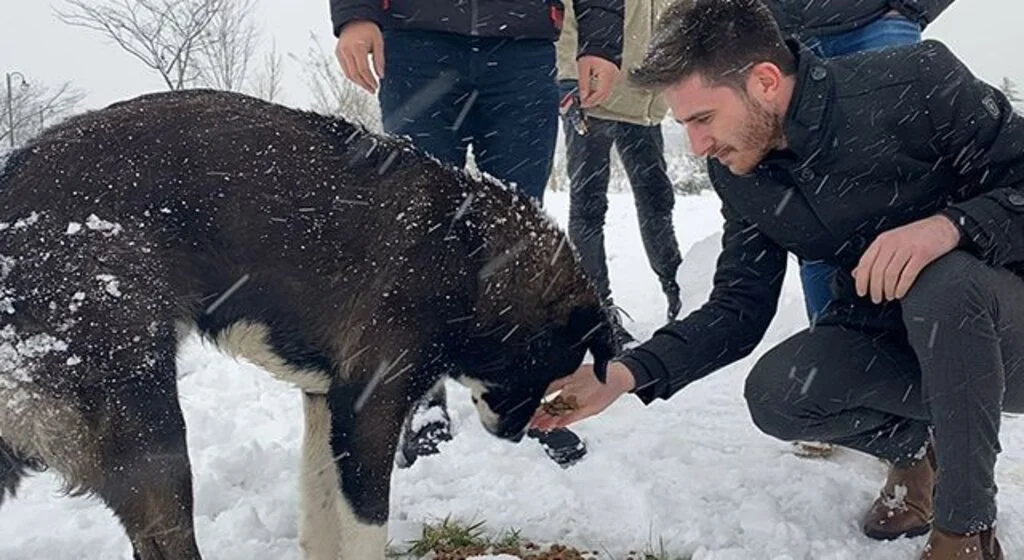 Çarşamba’da sokak hayvanlarına mama dağıtıldı